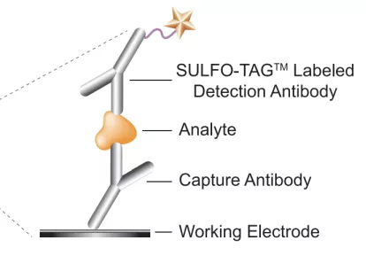 333���� - ��̬�ȵ������Ż�