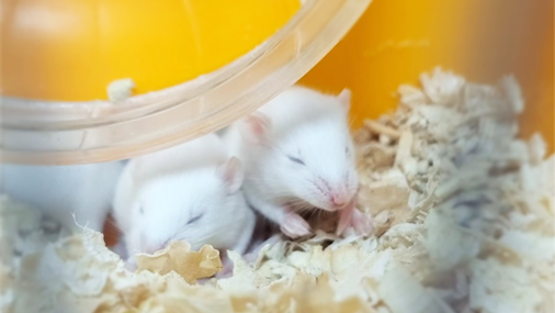 �ۿƼ���ģ��