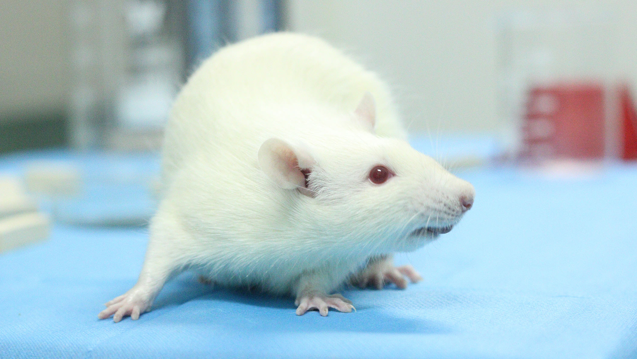 ��֢����ģ��