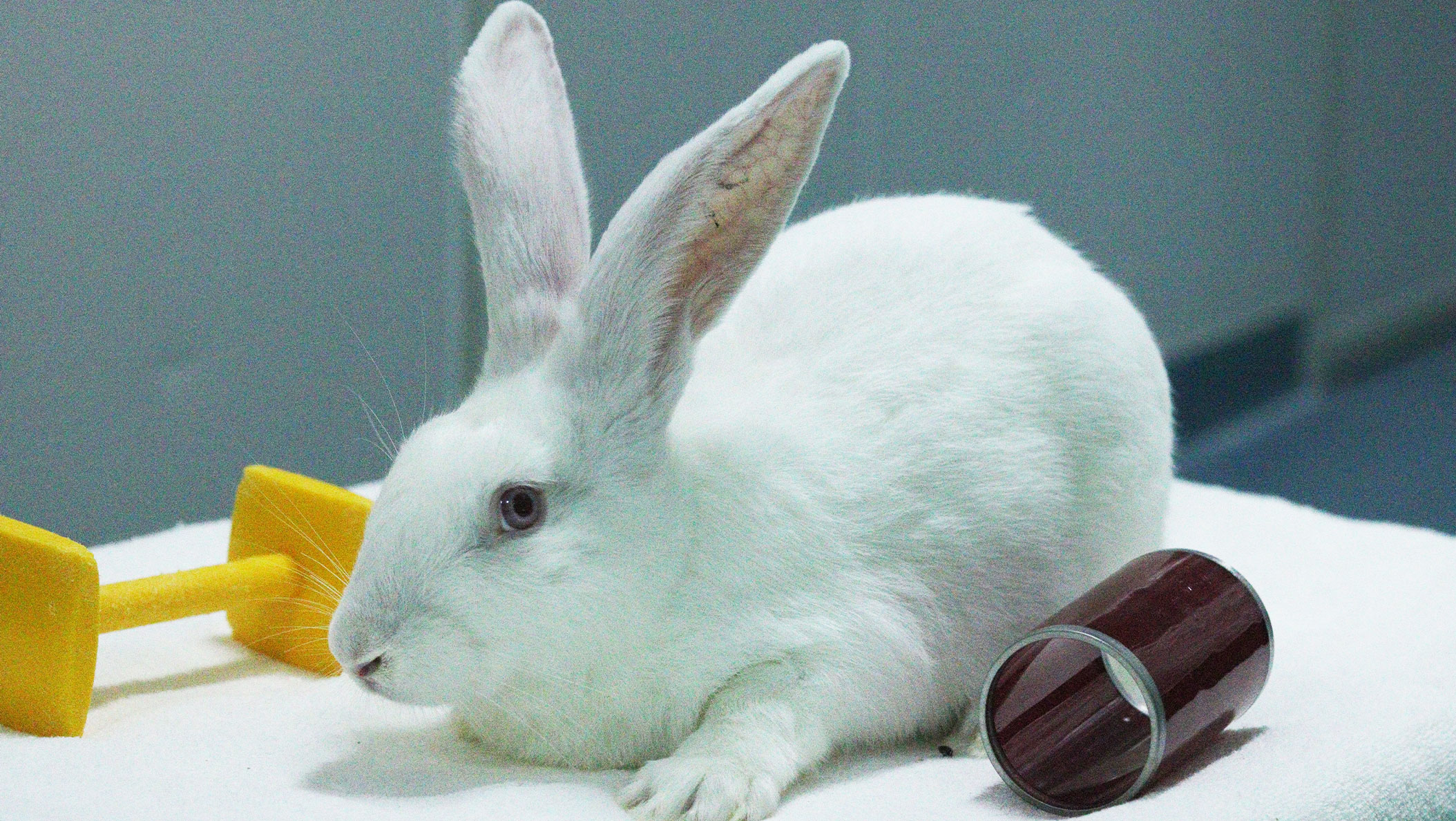 ����Ŧ��ģ��